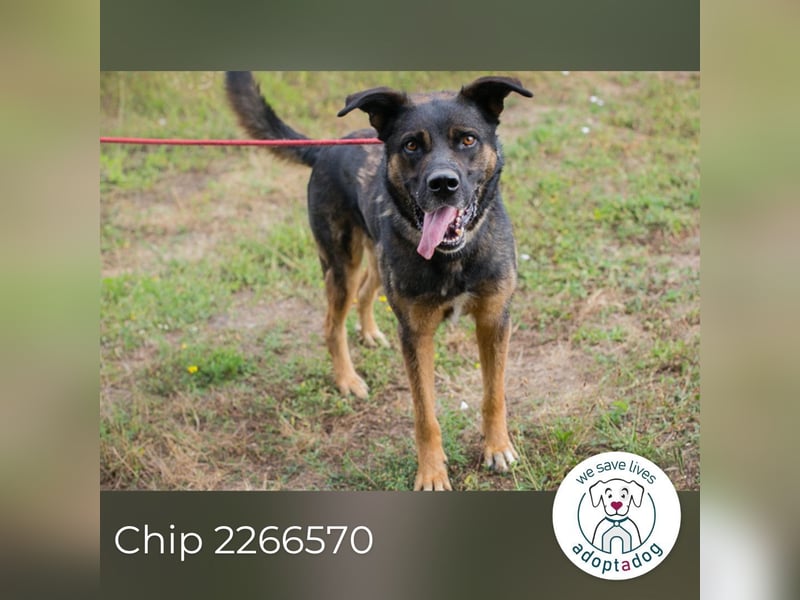 Chip 2266570 sucht ein zu Hause