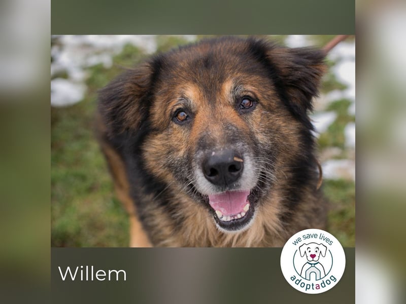 Willem 2059422 sucht ein zu Hause