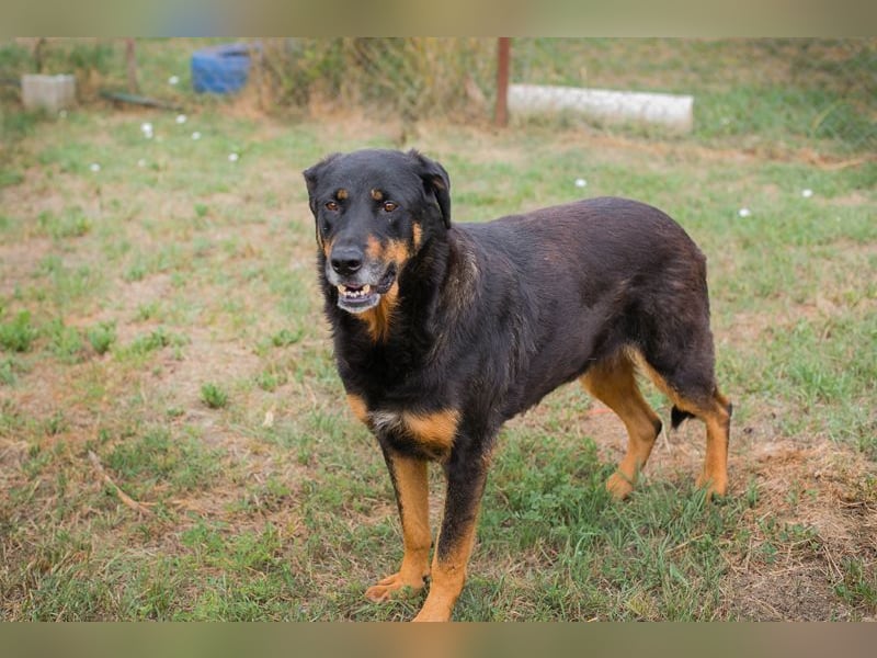 Chip 268343: sucht ein Zuhause