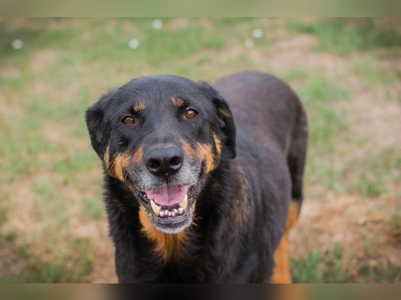 Chip 268343: sucht ein Zuhause