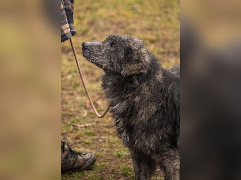 Orion: Schwanzwedelnd unterwegs