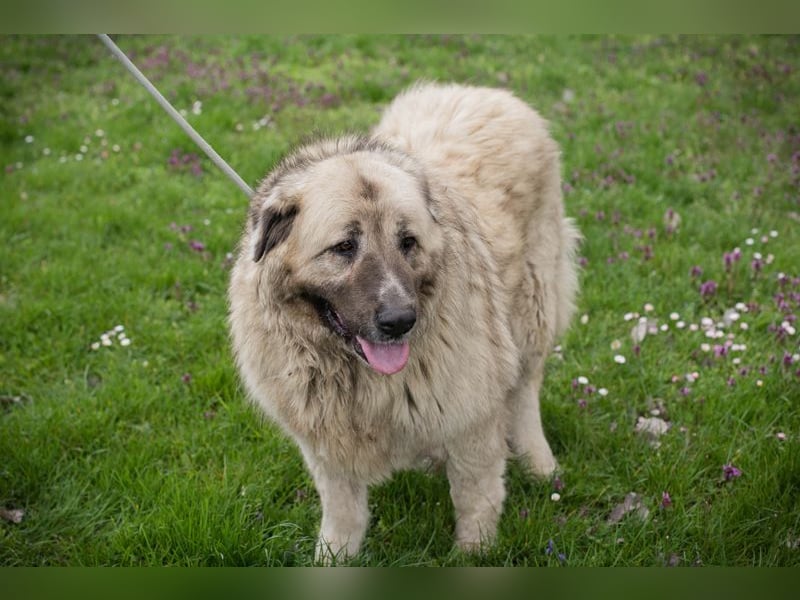 Chip 142970 sucht ein Zuhause