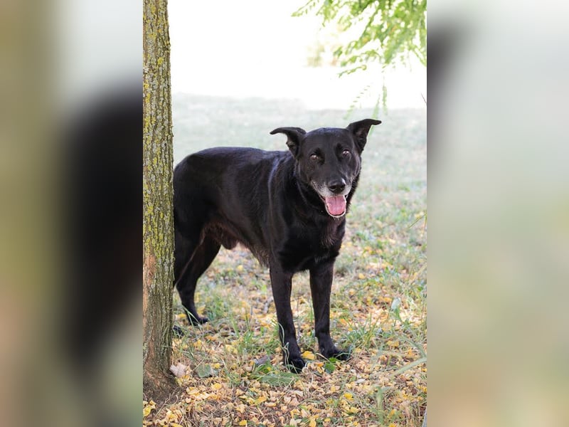 Mino: Stark, treu und voller Liebe