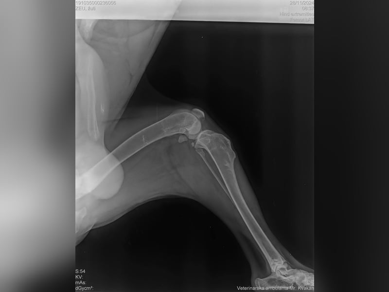 Elijah: Bester Freund gesucht