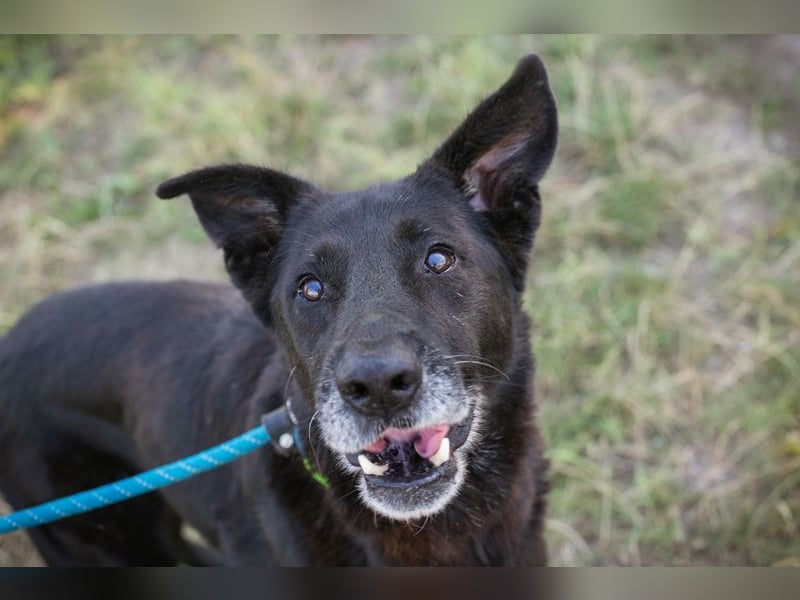 Mino: Stark, treu und voller Liebe