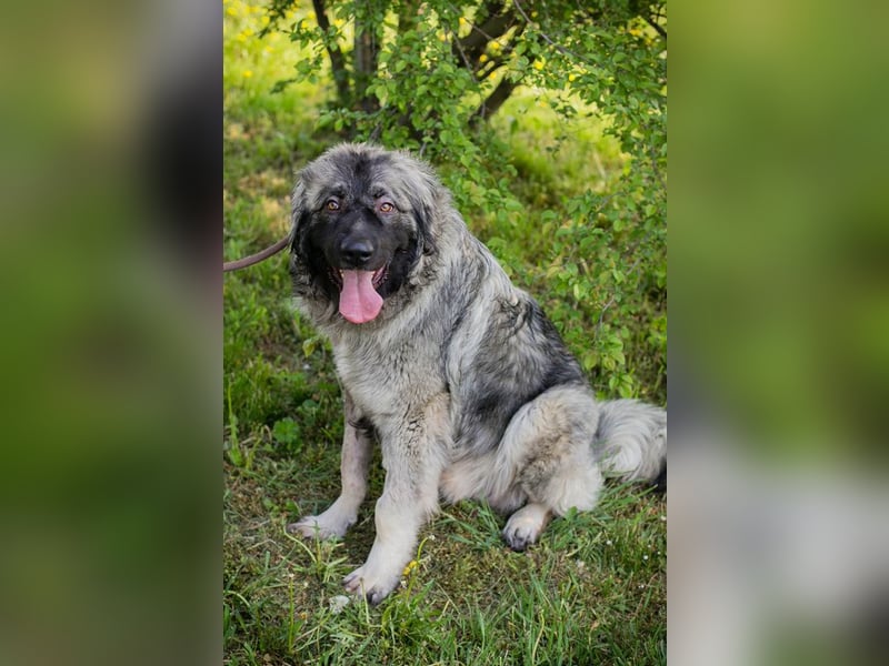 Chip 271554 sucht ein Zuhause