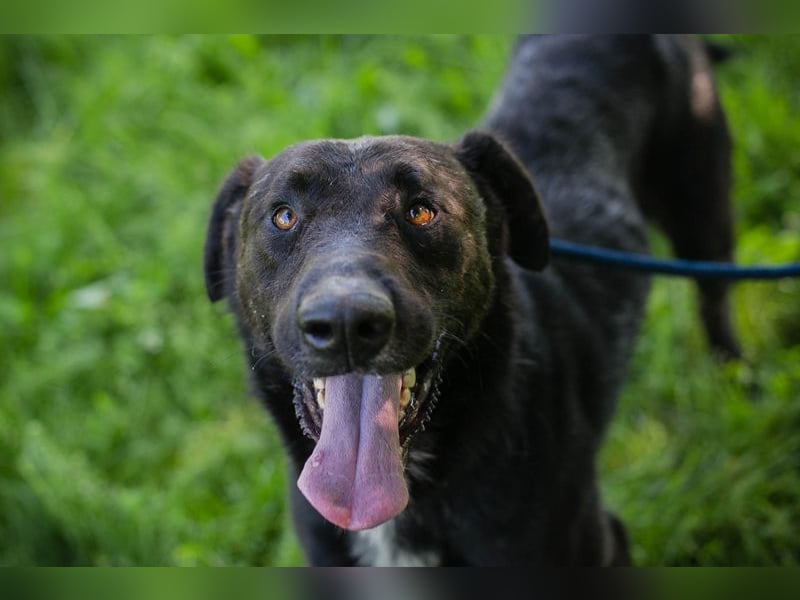 Comet sucht ein Zuhause