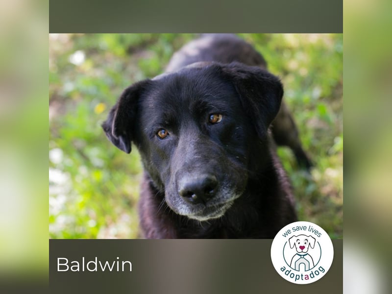 Baldwin 2170407-256168 sucht ein zu Hause