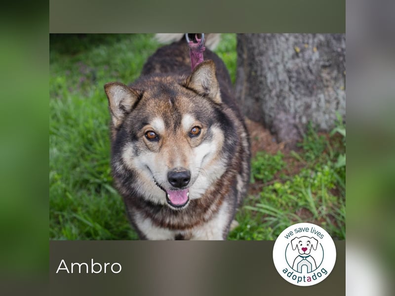 Ambro sucht ein Zuhause