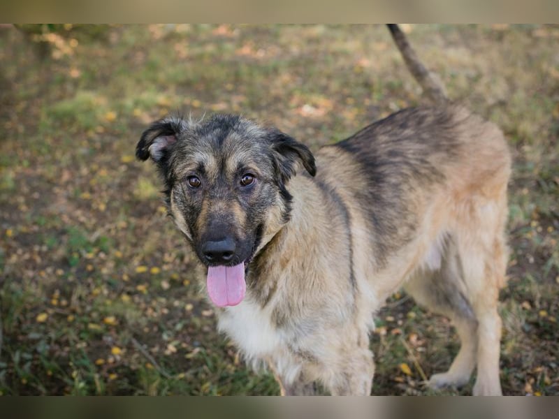 Chip 264380 sucht ein Zuhause