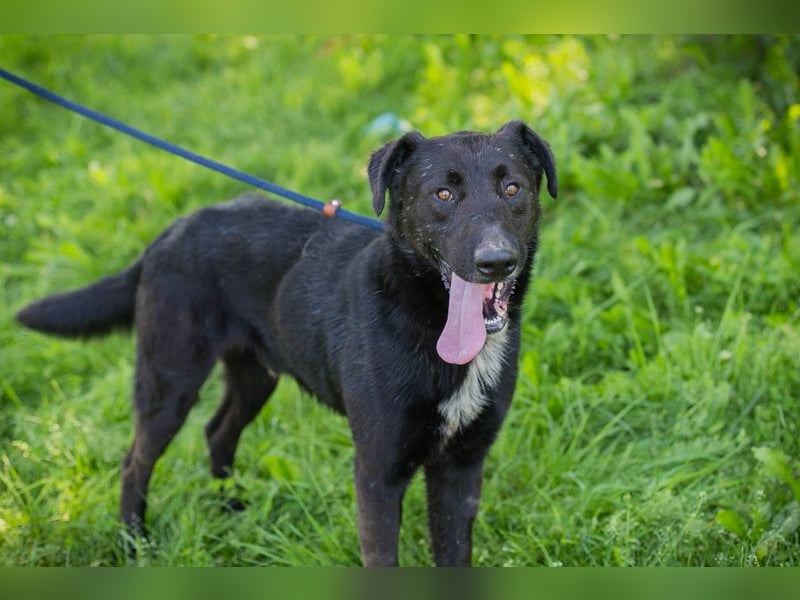 Comet sucht ein Zuhause