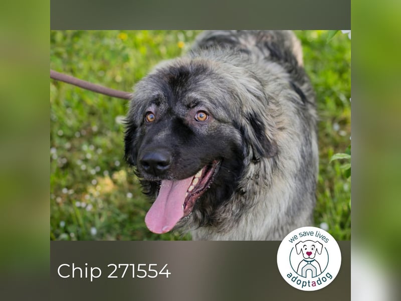 Chip 271554 sucht ein Zuhause