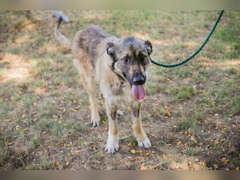 Chip 264380 sucht ein Zuhause