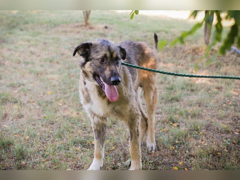 Chip 264380 sucht ein Zuhause
