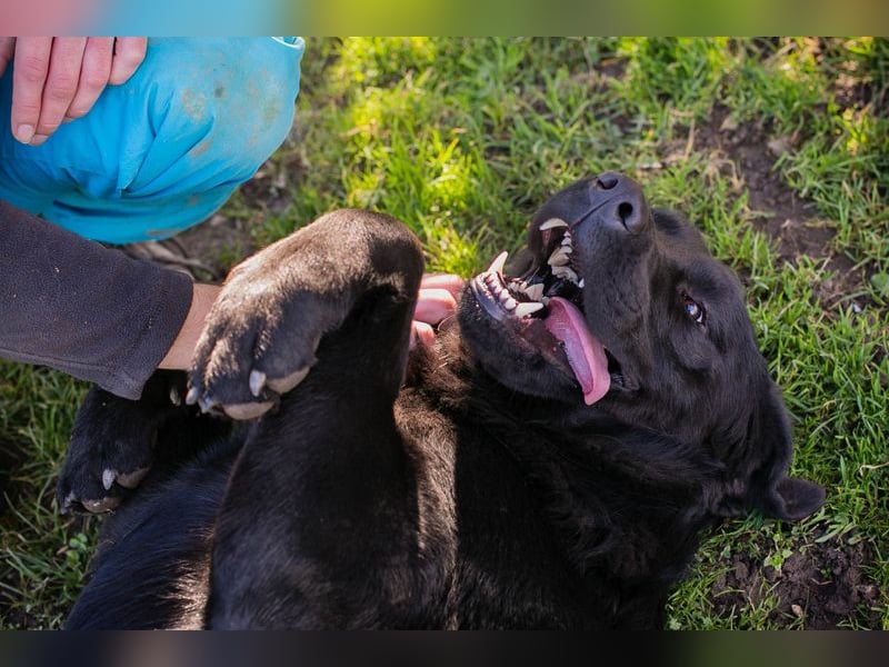 Knut sucht ein Zuhause