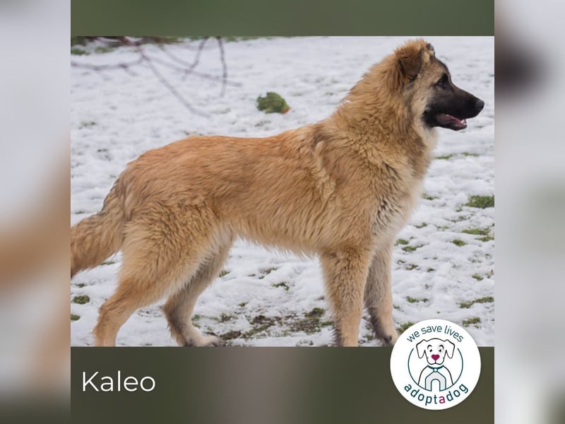 Kaleo: Fröhlicher, verspielter Riese