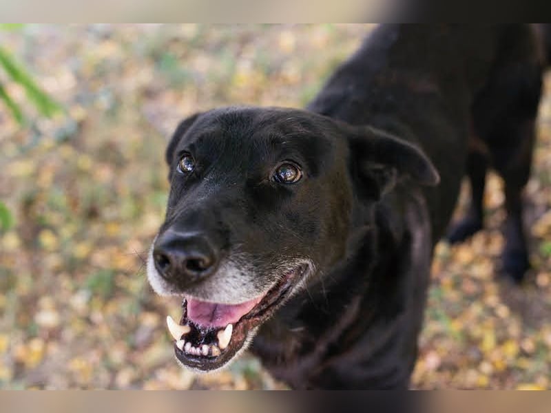 Mino: Stark, treu und voller Liebe