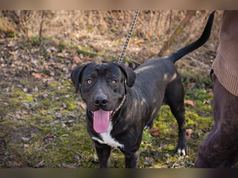 Piper: verdient eine zweite Chance