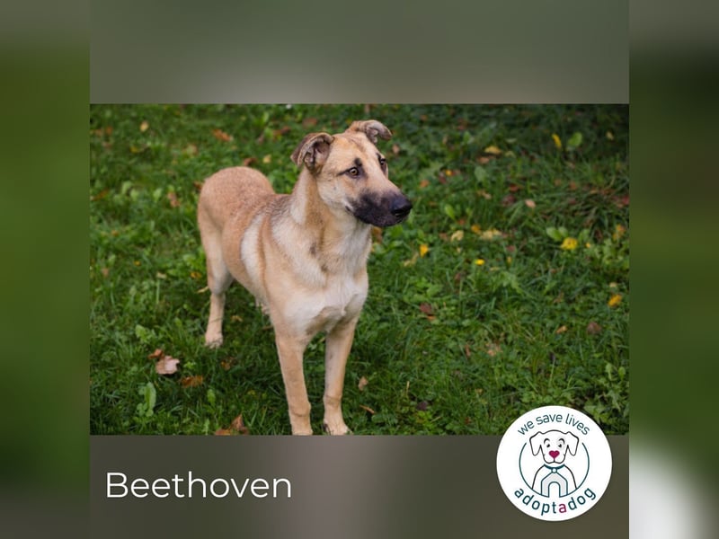 Beethoven 168704 sucht ein zu Hause
