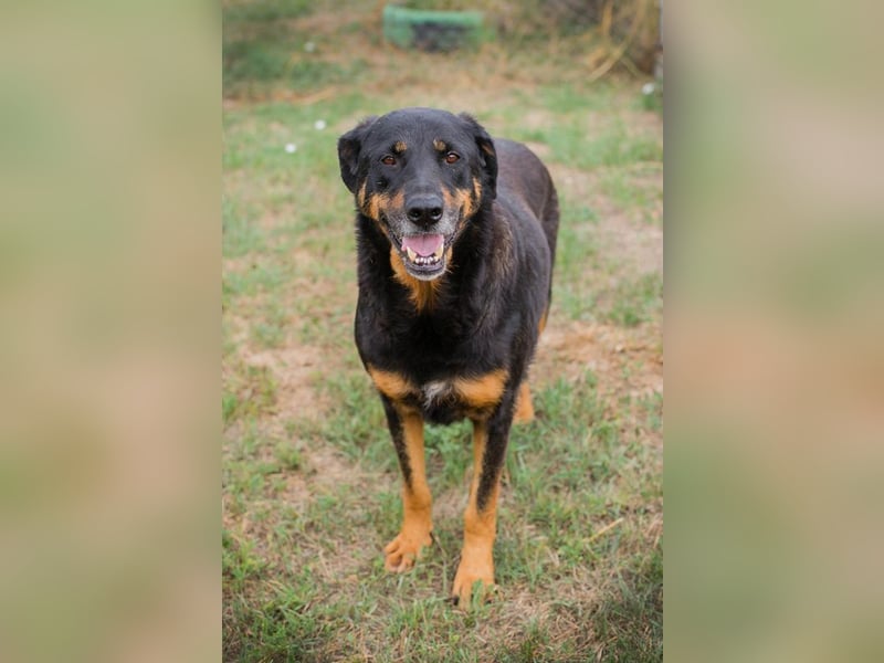 Chip 268343: sucht ein Zuhause