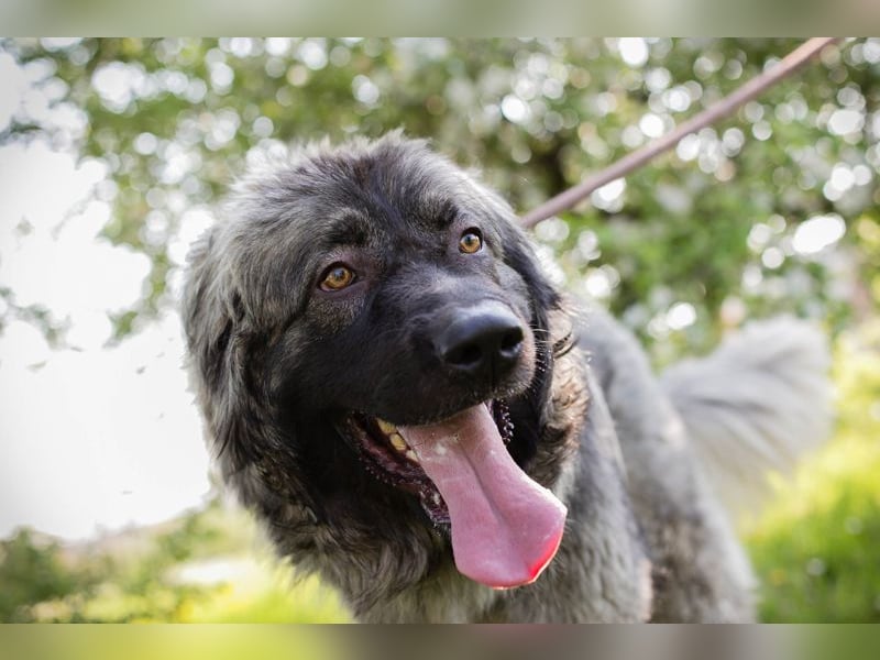 Chip 271554 sucht ein Zuhause