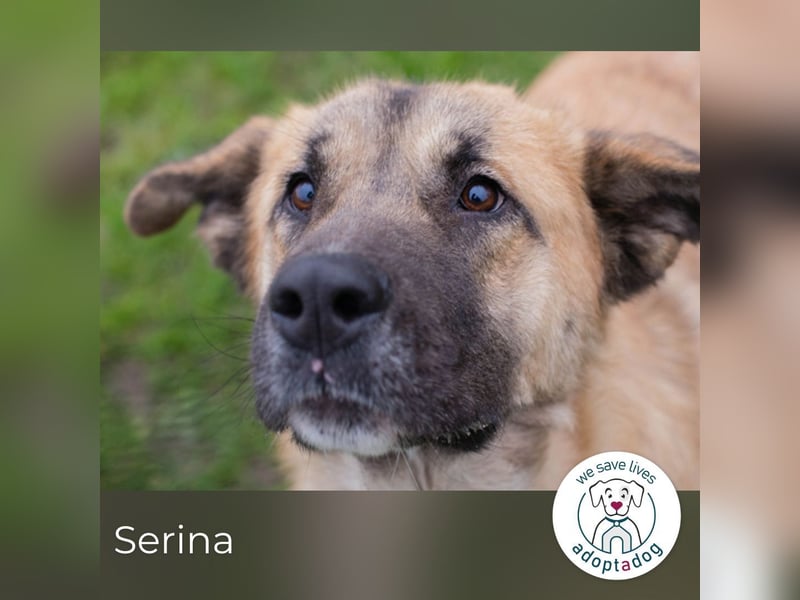 Serina 256413 sucht ein zu Hause