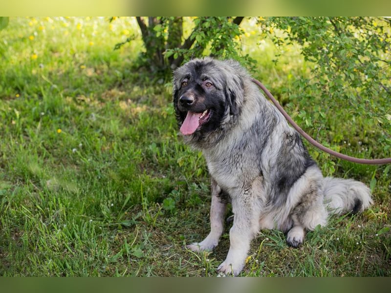 Chip 271554 sucht ein Zuhause