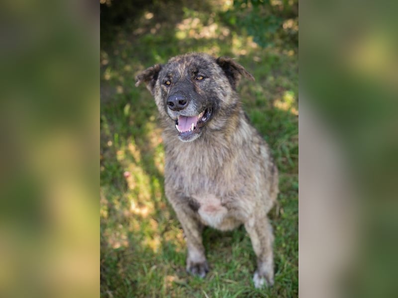 Chip 2159336 sucht ein Zuhause
