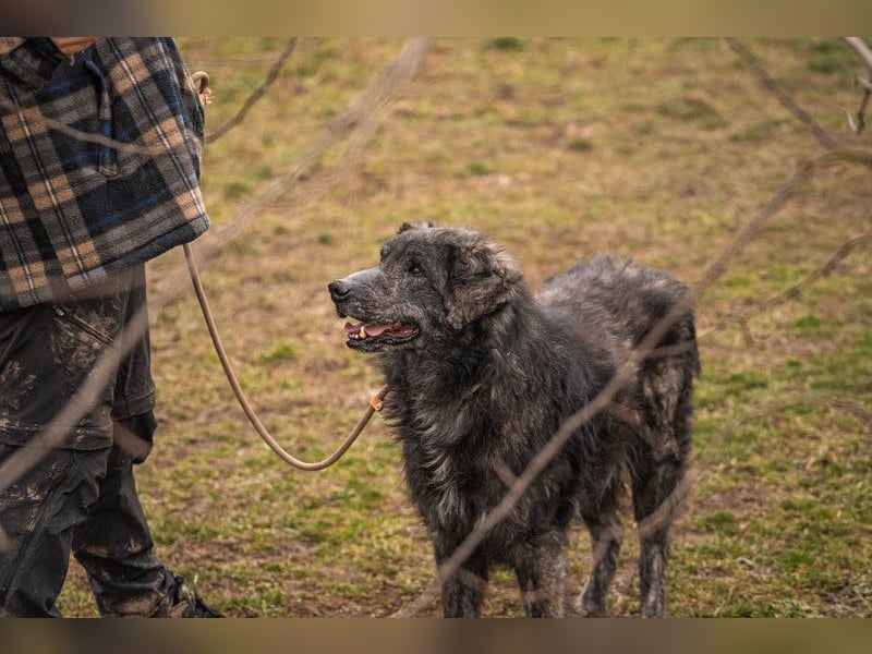 Orion: Schwanzwedelnd unterwegs