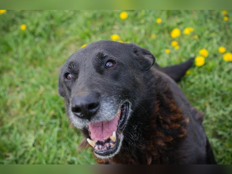 Mino: Stark, treu und voller Liebe