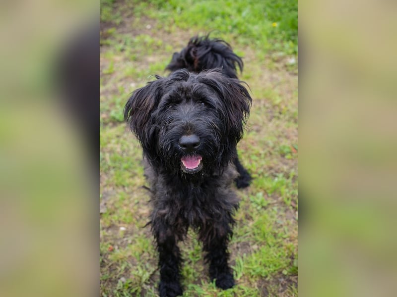 Nelson: Junghund sucht ein Zuhause