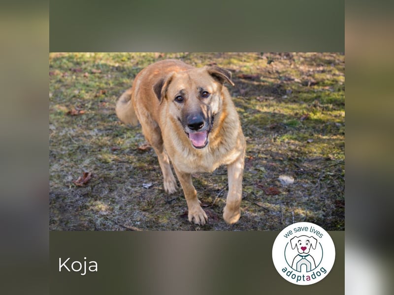 Koja 200008 sucht ein zu Hause