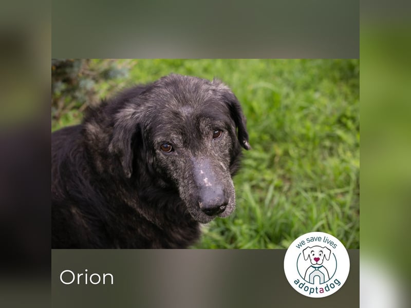 Orion: Schwanzwedelnd unterwegs