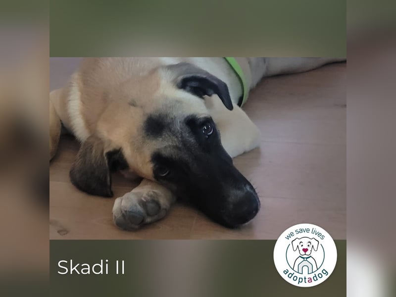 Skadi II 284176 sucht ein zu Hause