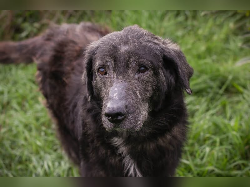 Orion: Schwanzwedelnd unterwegs