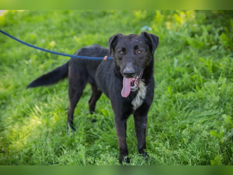 Comet sucht ein Zuhause