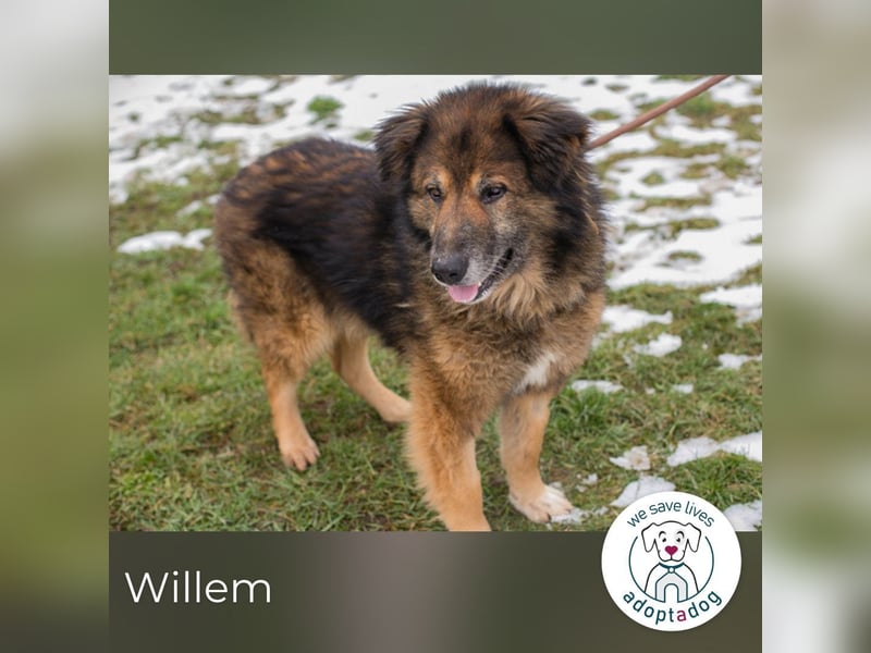 Willem 2059422 sucht ein zu Hause