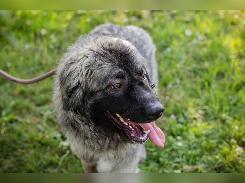 Chip 271554 sucht ein Zuhause