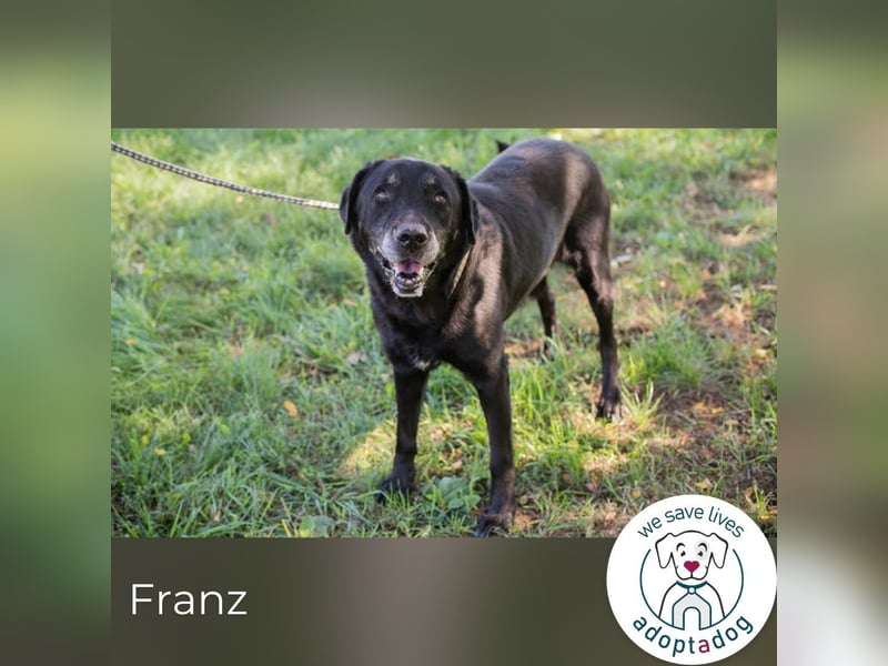 Franz 756004 sucht ein zu Hause