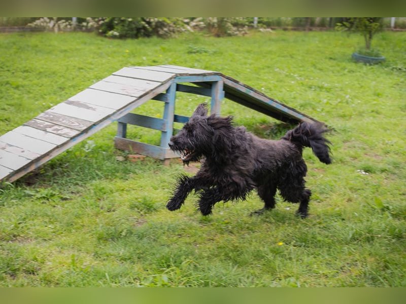 Nelson: Junghund sucht ein Zuhause