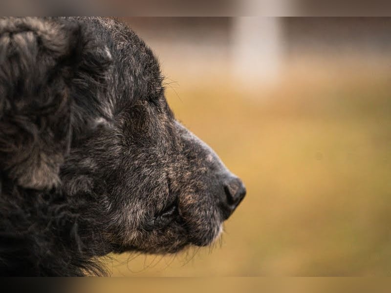 Orion: Schwanzwedelnd unterwegs