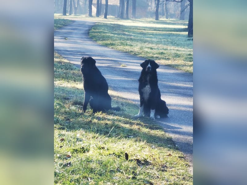 Knut sucht ein Zuhause