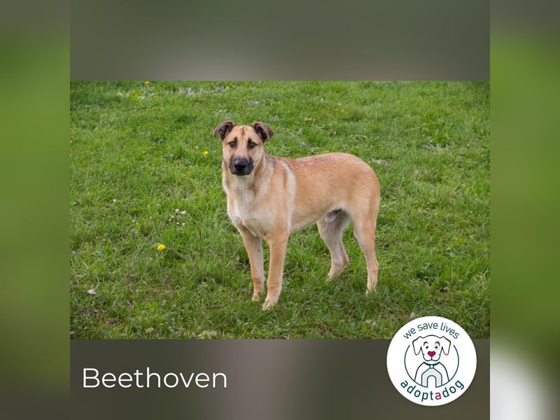 Beethoven 168704 sucht ein zu Hause