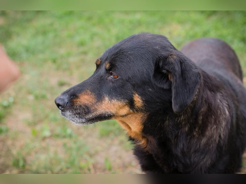 Chip 268343: sucht ein Zuhause