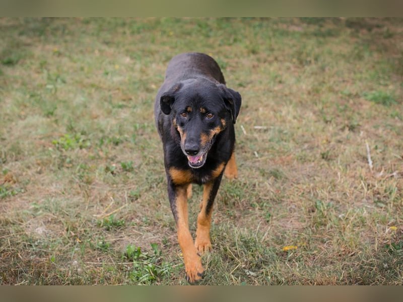 Chip 268343: sucht ein Zuhause