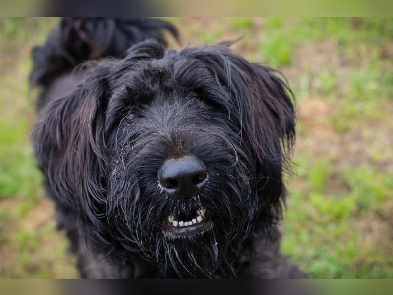 Nelson: Junghund sucht ein Zuhause