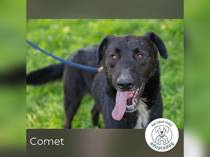 Comet sucht ein Zuhause