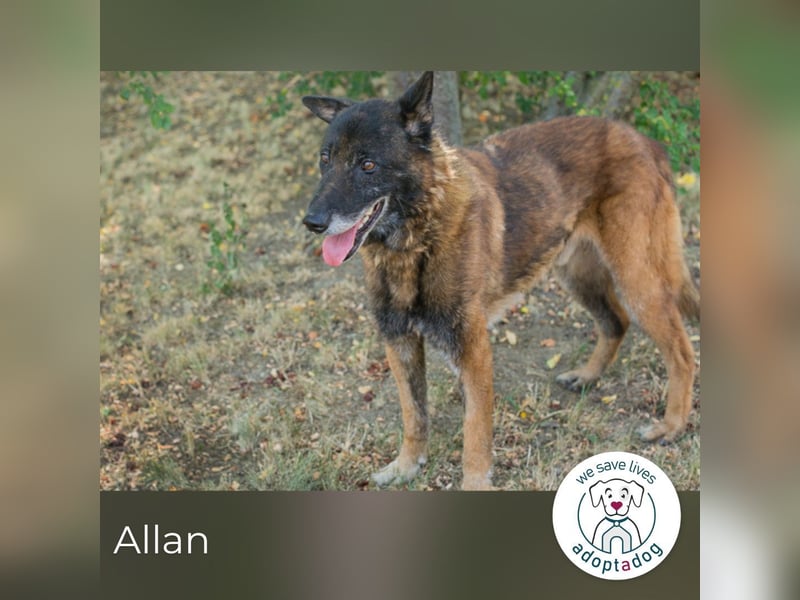 Allan sucht ein Zuhause