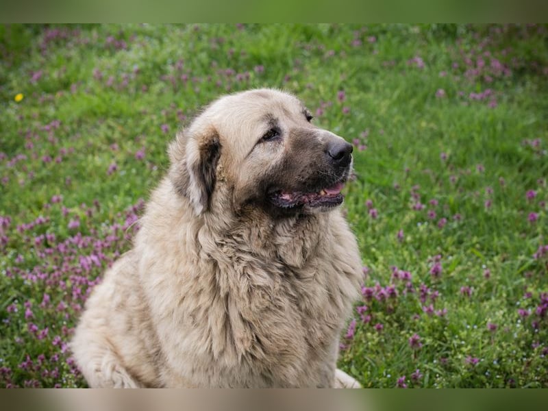 Chip 142970 sucht ein Zuhause