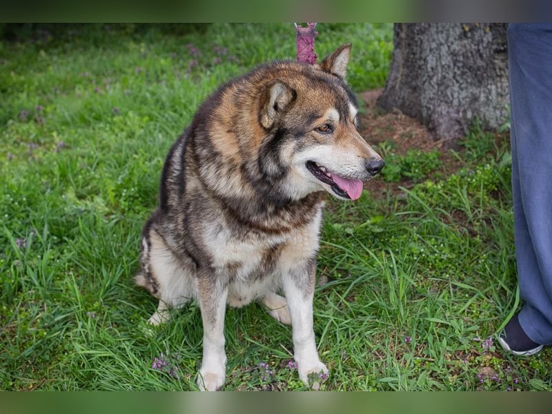 Ambro sucht ein Zuhause